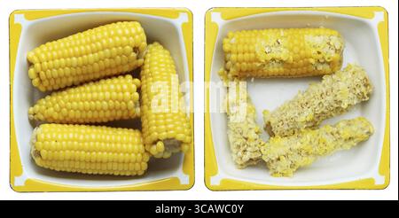 Boiled cobs of sweet corn on a rectangular metal enamel plate. Before meals - and after eating. Isolated set Stock Photo