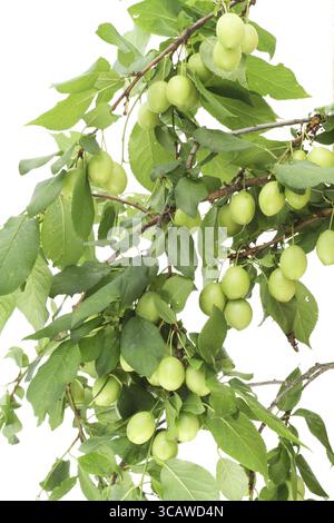 Texture of wild green plums. Isolated on white Stock Photo