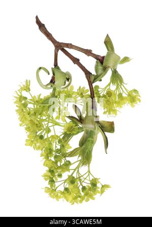 The twigs of a spring April European maple ordinary tree with tender little green flowers. Isolated on white studio macro shot Stock Photo