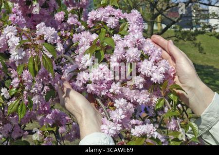 An elderly woman gently hold in hand a first spring pink flowers of Japan cherry Sakura tree. Sunny day outdoor closeup Stock Photo