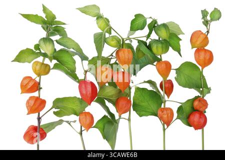 Red boxes of Chinese Lantern (Red Hearts) flowers on branches border isolated Stock Photo