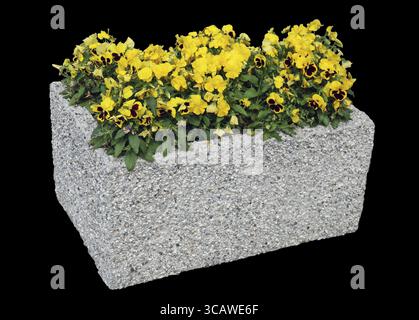 Pansies flowers grow in an simple concrete stone street flowerpot. Isolated on black Stock Photo