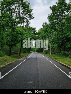 Road through green forest. Empty curvy road through the woods: early autumn in a forest. Stock Photo