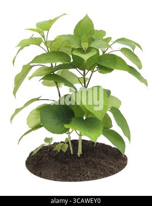 Young sapling, sprout a garden Hydrangea isolated on white Stock Photo
