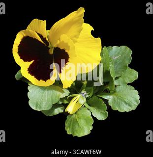 Outdoor yellow big pansy flower macro isolated on black Stock Photo
