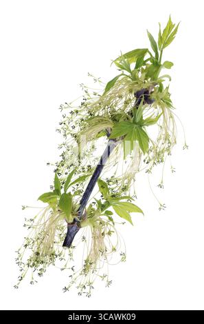 A twig with young green flowers and leaves of spring april Canadian Maple tree. Isolated on white studio macro shot Stock Photo
