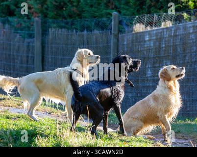 Three labrador dogs wet after swimming looking off to the right. Stock Photo