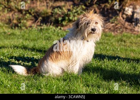A cute messy long haired dog sitting outside on grass looking towards the camera Stock Photo