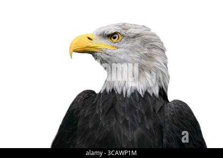 portrait american bald eagle isolated on white background Stock Photo