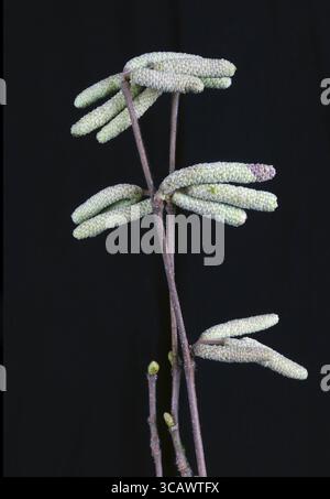 Alder tree seed containers on forest branches. Night macro on a black background Stock Photo