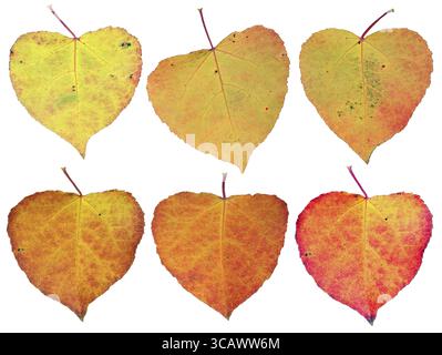 Six autumn hearts from yellow to red colors - October leaves of European aspen tree set. Isolated on white studio macro concept Stock Photo
