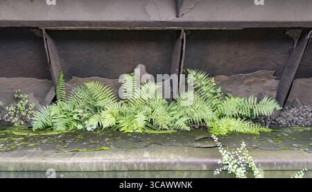 Weathered rusty industrial detail including some green vegetation Stock Photo