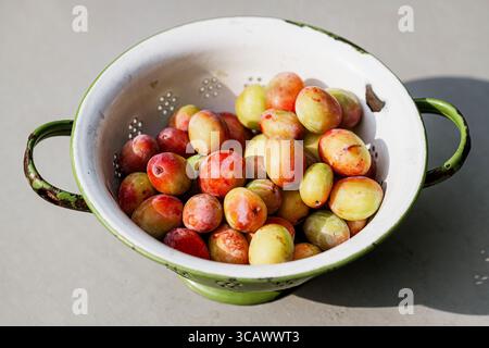 Freshly picked Victoria Plums in a colander on a white kitchen worktop. Stock Photo