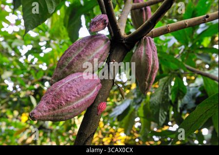 Cocoa pods on the tree,Sao Tome Island, Republic of Sao Tome and Principe,Africa Stock Photo