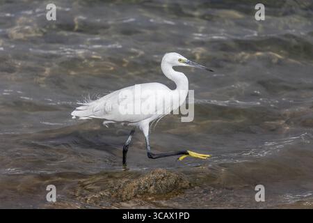 Little Egret; Egretta garzetta; Wading; UK Stock Photo