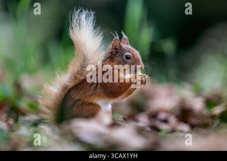 Red Squirrel; Sciurus vulgaris; with Nut; UK Stock Photo