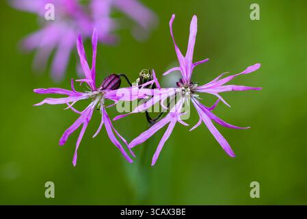 Ragged-robin flowering Stock Photo