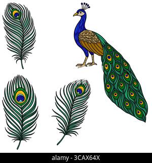 Vibrant vector illustration of a peacock with detailed feathers, showcasing its iridescent plumage and three separate feather elements for design flex Stock Vector