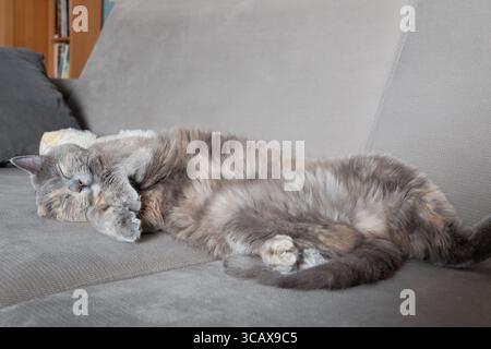 A fluffy grey cat sleeping peacefully on a grey sofa. The cat is lying on its side with its paws curled up, looking completely relaxed and content. Co Stock Photo