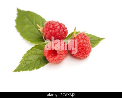 Fresh organic rasberries with leaves on a white background, healthy food, vitamin c and antioxidants Stock Photo