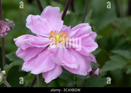 Anemone × hybrida 'Königin Charlotte' Stock Photo