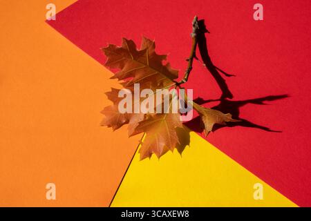 Autumn background. Acorns on an orange background Stock Photo