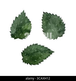 A watercolor illustration of a fresh mint leaf on a white background. The detailed artwork showcases its vibrant green color and delicate texture, per Stock Photo