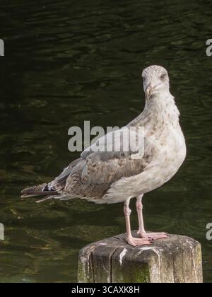A young, juvenile herring gull perches on a wooden post in the Long Water of Hyde Park, an example of London's urban wildlife, UK. Stock Photo