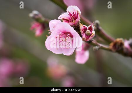 Pink peach blossom close-up on a peach tree Stock Photo