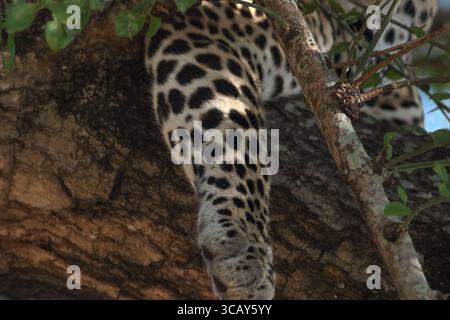 Paw of a leopard sitting on a tree, with its rosettes and spots visible. Leopard skin; print. Murchison National Park Uganda. Stock Photo
