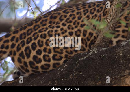 Side flank of a leopard sitting on a tree, with its rosettes and spots visible. Leopard skin, leopard print. Murchison National Park Uganda Stock Photo