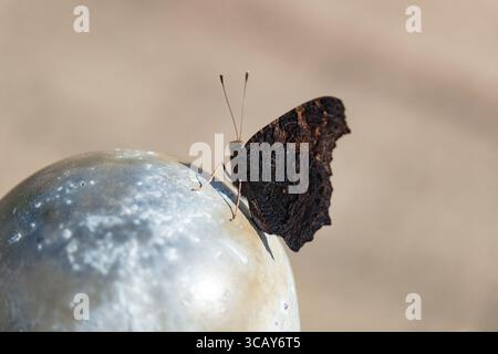 Close-up of a dark butterfly resting on a metal surface Stock Photo