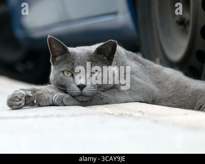 Relaxed street cat lounging on sun-warmed concrete in Gran Canaria. Its yellow-green eyes and calm gaze reflect the quiet resilience of island life. Stock Photo