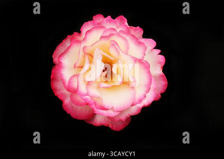 Single magenta fringed rose flower isolated against black Stock Photo
