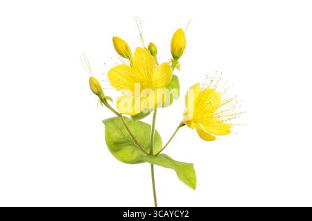 Perforate St. John's wort, Hypericum perforatum, flowers, buds and foliage isolated against white Stock Photo