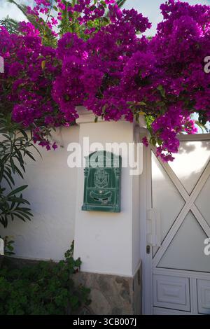 Vintage Green Mailbox on White Wall with Bright Purple Bougainvillea Blossoms in a Mediterranean Garden Scene with Sunny Tropical Vibes Stock Photo