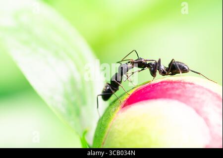 Two ants on a pink peony bud Stock Photo