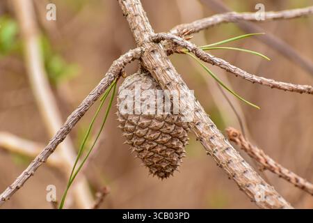 Close-Up of a Pine Cone on Dry Branch, Mature Pine Cone Stock Photo