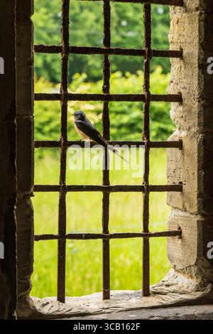 Barn Swallow perched on iron grating of an old window in cellar of a 13th Century fortified manor house in Shropshire England Stock Photo