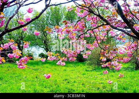 Branches of cherry blossoms with vibrant pink flowers against lush green grass on the island of Islay in Scotland, UK Stock Photo