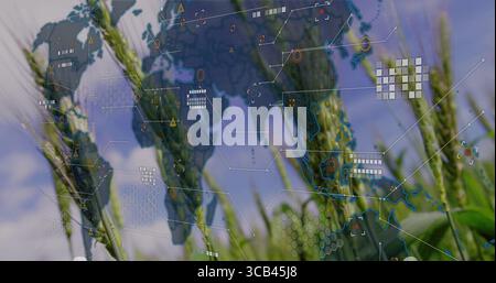 Displaying green wheat stalks overlaying world map with hex grids in field with icons and lines Stock Photo