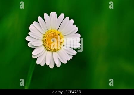A wild common daisy flower "Chamomile",in blossom on a green grass background. Stock Photo