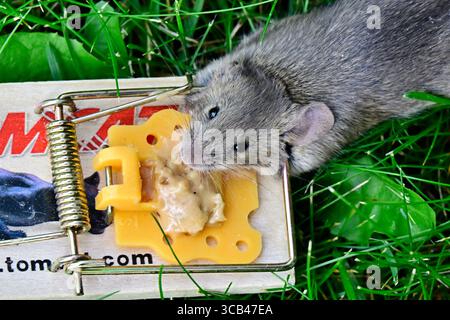 A common house mouse "Mus musculus", caught in a kill trap. Stock Photo
