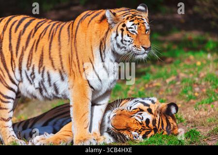 Two Siberian tigers rest in a grassy area, showcasing their striking orange and black striped coats. One tiger stands on the grass, another tiger lies Stock Photo