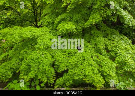 Vibrant green foliage of a Japanese Maple tree creates a serene and lush atmosphere along the philosophers path, Kyoto, Japan Stock Photo