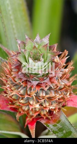 Macro photograph developing pineapple plant, showing the top of a small, young pineapple with its intricate, spiky structure. Stock Photo