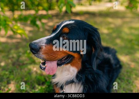 portrait of Bernese mountain dog, sennenhund panting. High quality photo Stock Photo