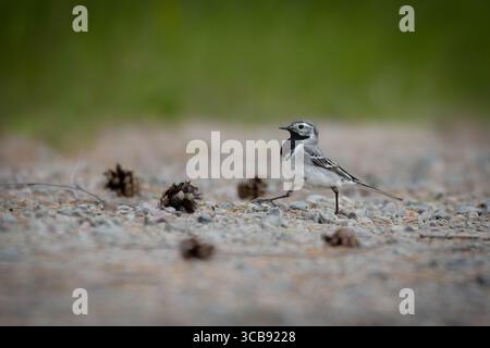 White wagtail (Motacilla alba) standing on the ground in natural surroundings – typical behavior in open terrain under daylight. Stock Photo