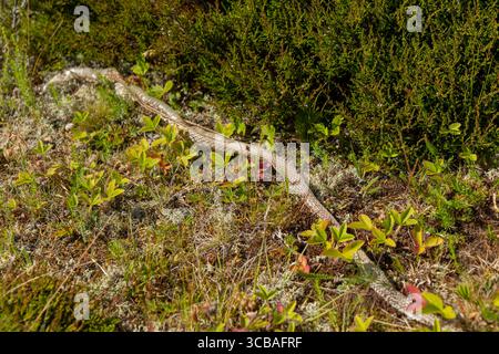 A shed snake skin lies delicately on green grass, showcasing nature cycle of growth and renewal. The intricate texture highlights the beauty and myste Stock Photo