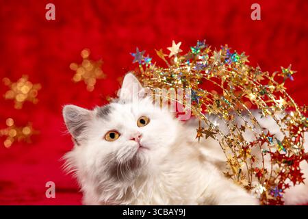 Funny little kitten wrapped in Christmas glitter garland lies on a red blanket. Christmas concept. Stock Photo